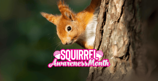 Squirrel Awareness Month - squirrel peaking off the side of a tree