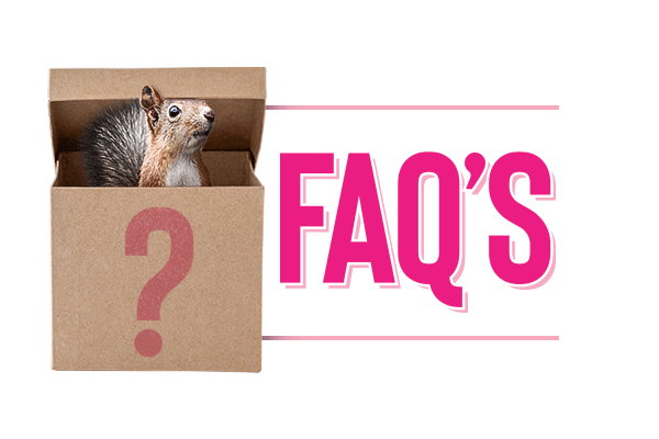 Questioning Squirrel, with FAQ's lettering